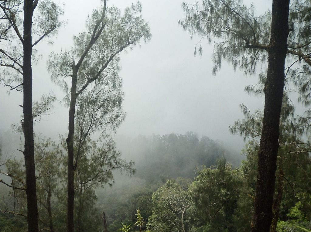 Hutan Pegunungan Dataran tinggi Gn. Argopuro